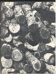 Kubasaki Torii - Okinawa School - Yearbook