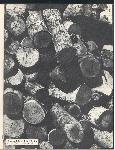 Kubasaki Torii - Okinawa School - Yearbook