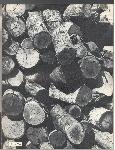 Kubasaki Torii - Okinawa School - Yearbook