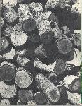 Kubasaki Torii - Okinawa School - Yearbook