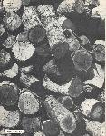 Kubasaki Torii - Okinawa School - Yearbook
