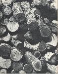 Kubasaki Torii - Okinawa School - Yearbook