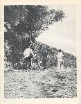 Kubasaki Torii - Okinawa School - Yearbook