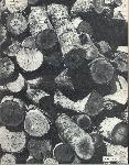 Kubasaki Torii - Okinawa School - Yearbook