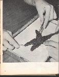 Kubasaki Torii - Okinawa School - Yearbook