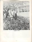 Kubasaki Torii - Okinawa School - Yearbook